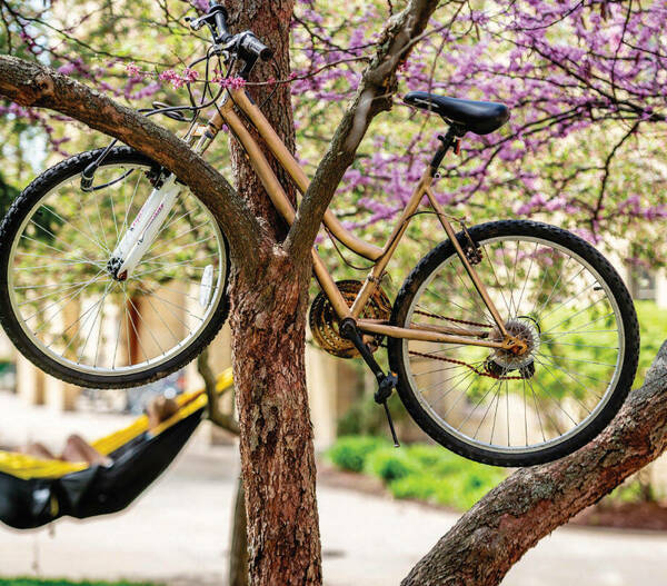 Bike In Tree 2