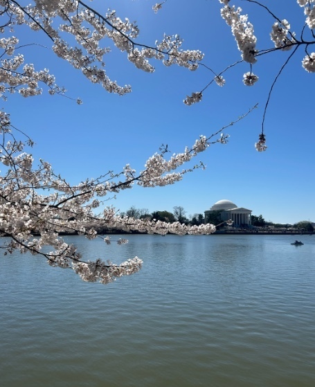 A view in Washington D.C. during the beginning of cherry blossom season.
